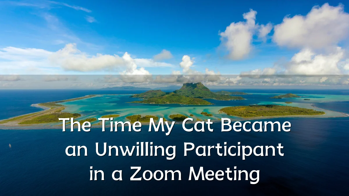 The Time My Cat Became an Unwilling Participant in a Zoom Meeting