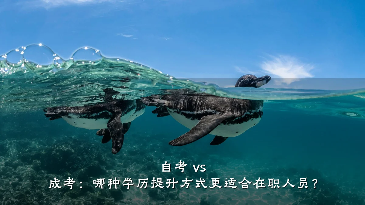 自考 vs 成考：哪种学历提升方式更适合在职人员？