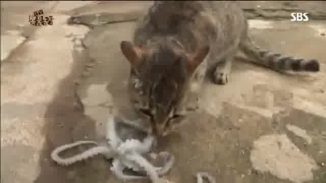 octopus cat