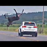 MOOSE GOES AIRBORNE