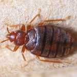 Bed Bug Bites