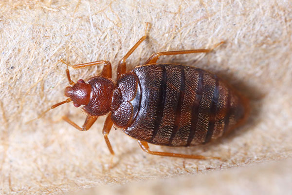 Bed Bug Bites