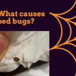 How do you get bed bugs