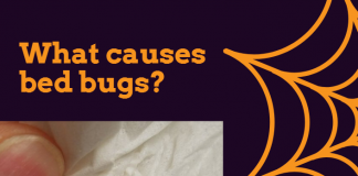How do you get bed bugs