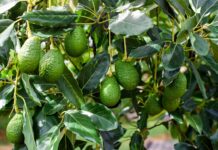 fresh avocado