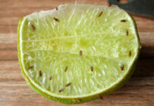 fruit flies