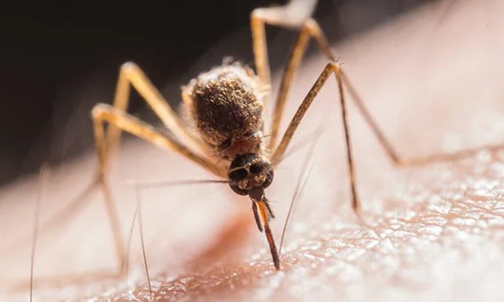 The Rising Concern Bed Bug Bites Mistaken for Mosquito Bites