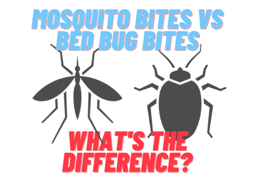 Bug Bites vs. Mosquito Bites