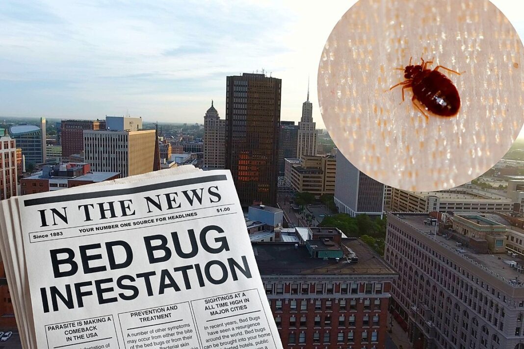 The Itchy Invasion Bed Bug Bites on Buttocks Huffington News
