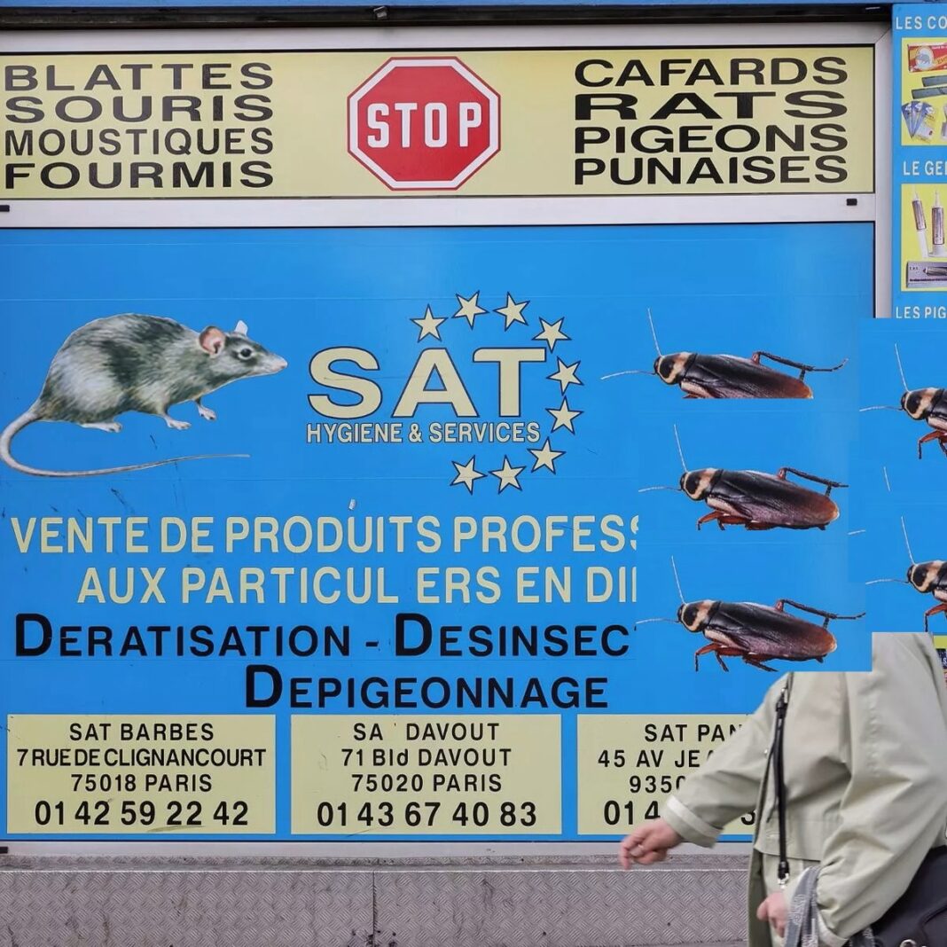 Bed Bug Infestation Hits Local Rats Understanding Bed Bug Bites on