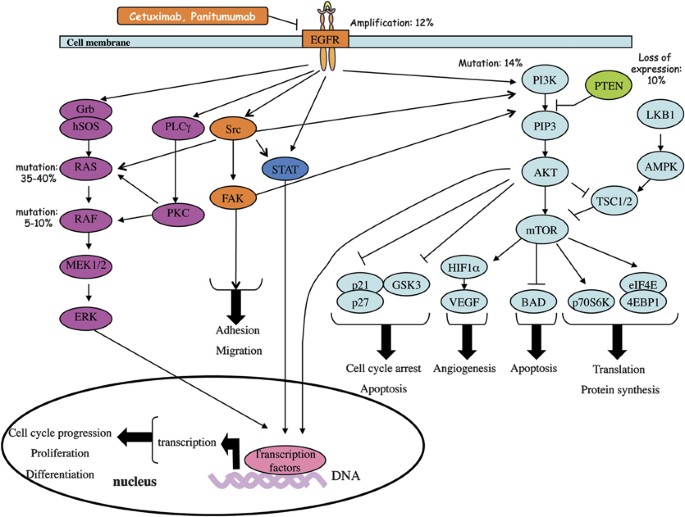 the-role-of-genetic-mutations-in-colon-cancer-understanding-the-connection
