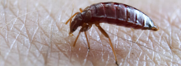 the-secret-world-of-bed-bugs-beetle-bites-shine-light-on-unexpected-interactions