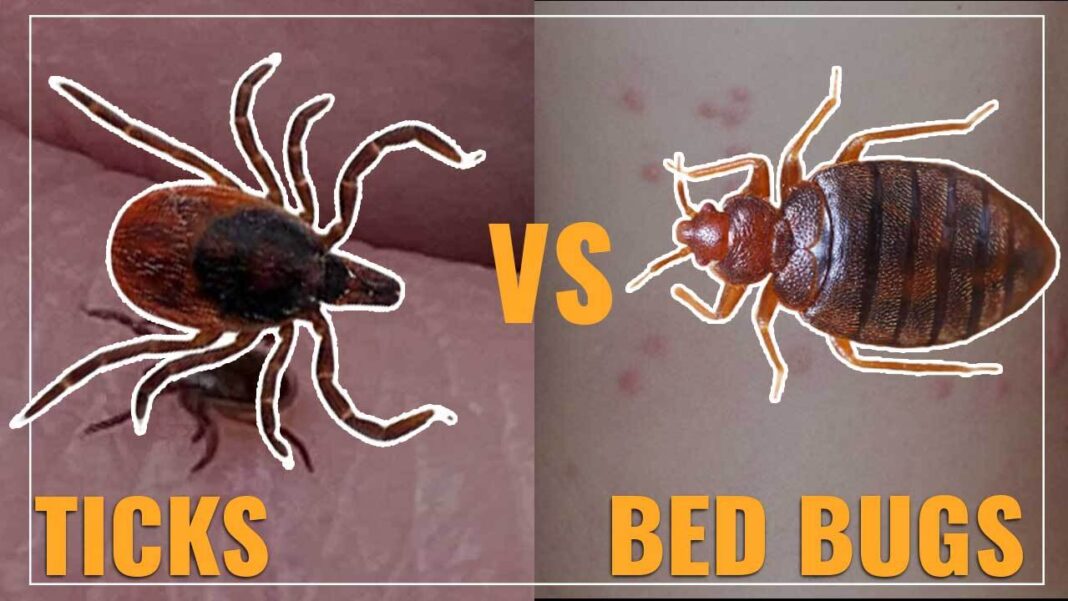 What Happens When Bed Bugs Bite Ticks? Understanding the Intricate