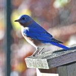 Creating the Perfect Nesting Box for Your Chickens