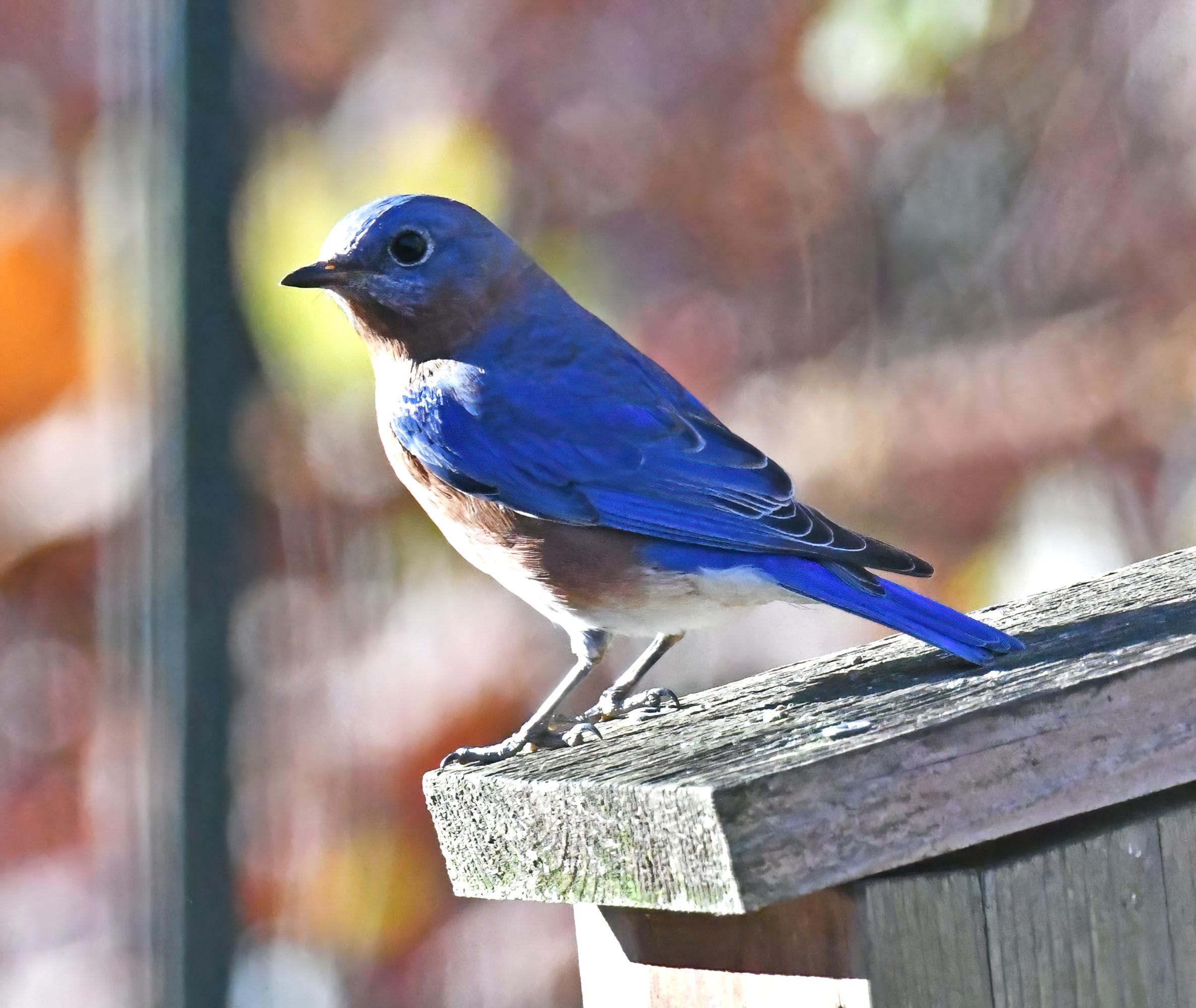 Creating the Perfect Nesting Box for Your Chickens