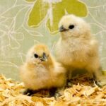 The Fascinating World of Hatchery Chickens: From Egg to Coop