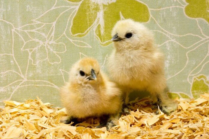 The Fascinating World of Hatchery Chickens: From Egg to Coop