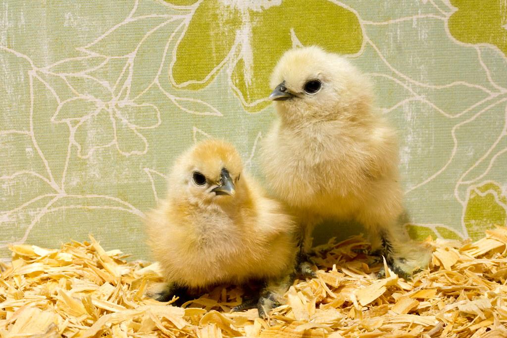 The Fascinating World of Hatchery Chickens: From Egg to Coop