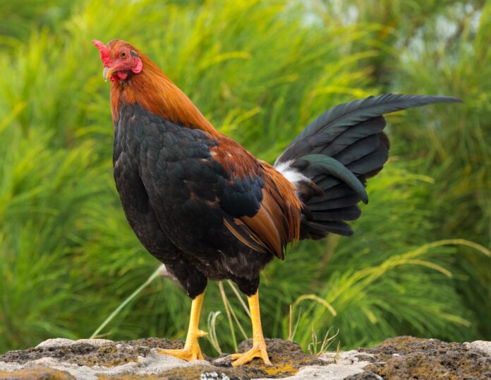 Top Tips for Building a Chicken Pen from Tractor Supply