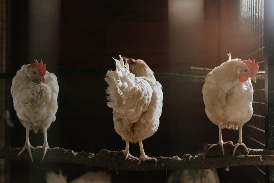 Transform Your Backyard with Tractor Supply Co.’s Stylish Chicken Coops