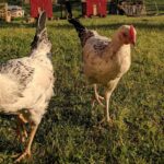 The Ultimate Guide to Building a Big Chicken Coop