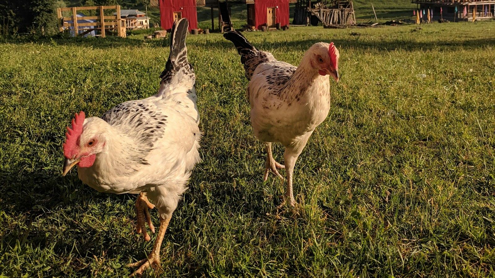 The Ultimate Guide to Building a Big Chicken Coop