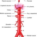 Understanding Low Hemoglobin: Causes, Symptoms, and Treatment