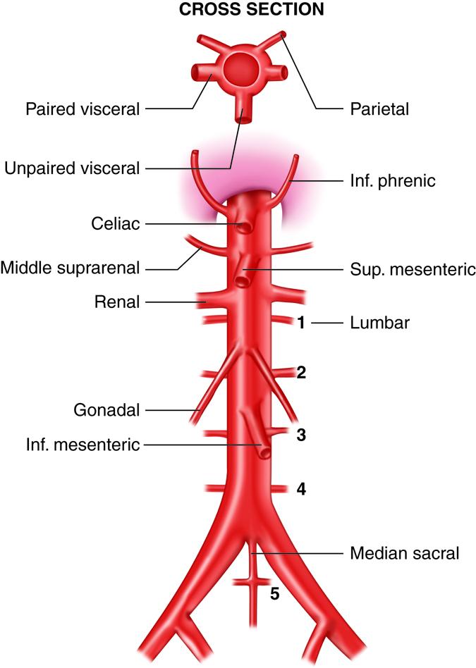 Understanding Low Hemoglobin: Causes, Symptoms, and Treatment