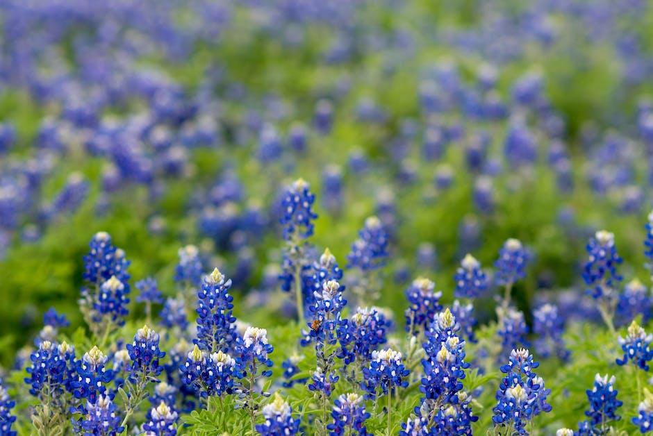 The Heart of Texas Football: A Tradition of Passion and Power