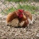 How to Build a Chicken Coop: The Ultimate Step-by-Step Guide