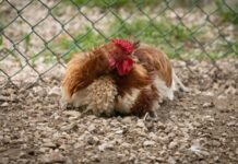 How to Build a Chicken Coop: The Ultimate Step-by-Step Guide How to Build a Chicken Coop: The Ultimate Step-by-Step Guide