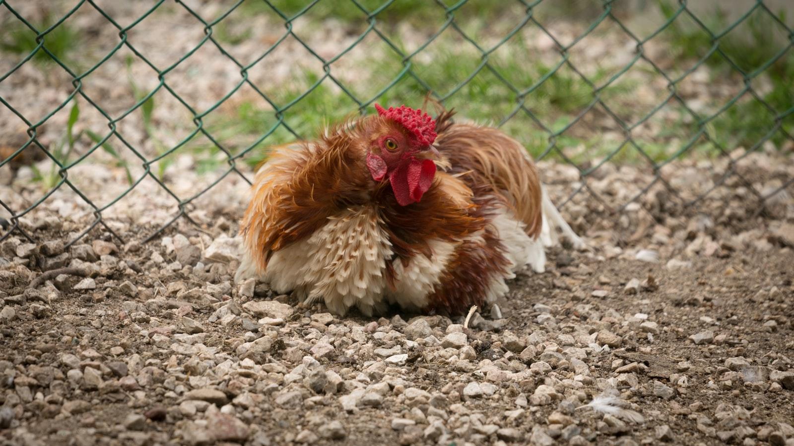 How to Build a Chicken Coop: The Ultimate Step-by-Step Guide