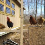 Building a Chicken Coop: A Beginner’s Step-by-Step Guide