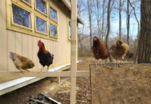 Building a Chicken Coop: A Beginner’s Step-by-Step Guide Building a Chicken Coop: A Beginner’s Step-by-Step Guide