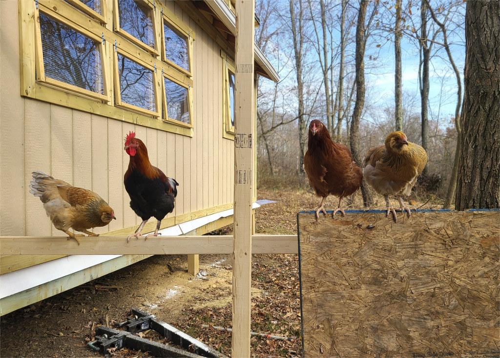 Building a Chicken Coop: A Beginner’s Step-by-Step Guide