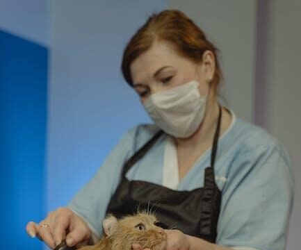 Understanding Bone Cancer in Cats: Symptoms, Diagnosis, and Treatment