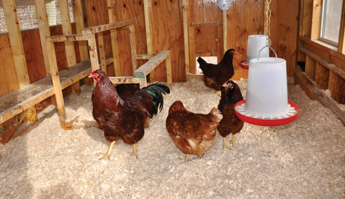 how-to-properly-maintain-a-clean-and-organized-chicken-house