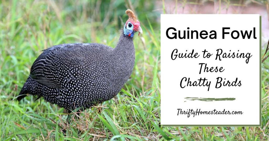 The Unique Qualities of Guinea Hens A Guide to Keeping and Raising