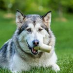 Understanding the Warning Signs of Canine Bone Cancer