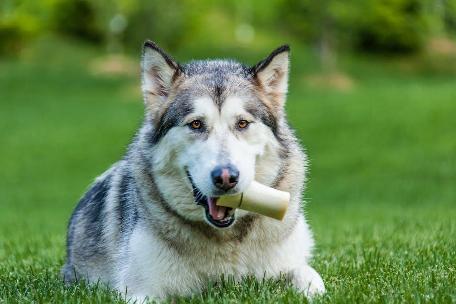 Understanding the Warning Signs of Canine Bone Cancer