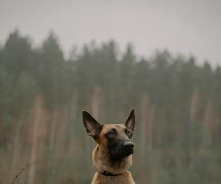 Canine Cancer: Understanding Lung Cancer in Dogs