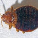 Bizarre bed bug behavior: Shocking discovery of beetle bites adds to the enigma