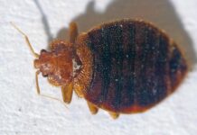 Bizarre bed bug behavior: Shocking discovery of beetle bites adds to the enigma Bizarre bed bug behavior: Shocking discovery of beetle bites adds to the enigma