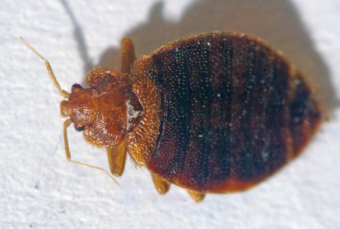 Bizarre bed bug behavior: Shocking discovery of beetle bites adds to the enigma