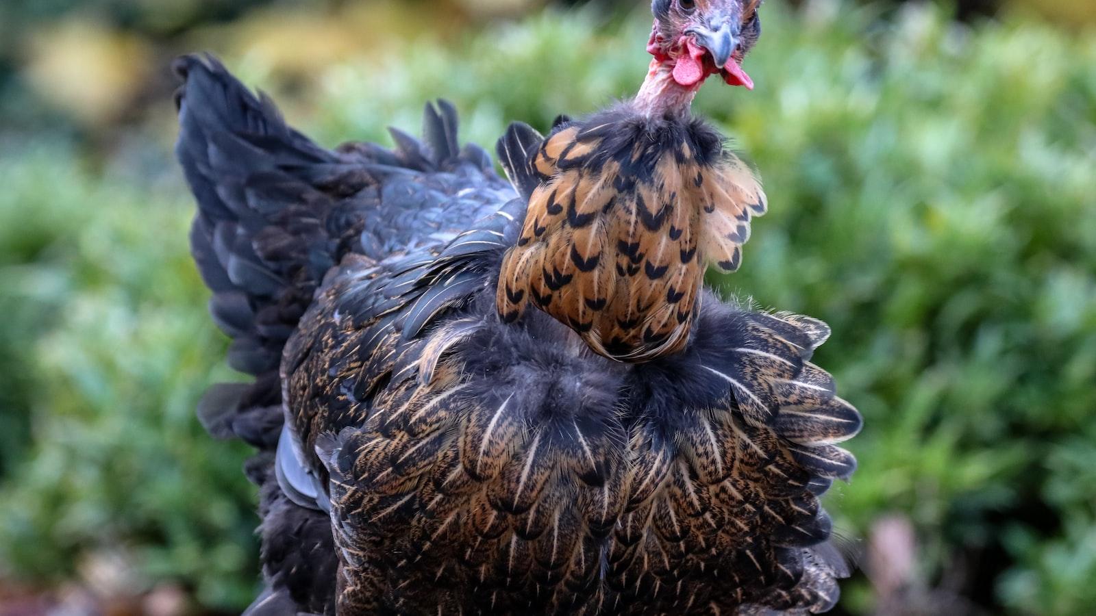 Master the Art of Boiling Chicken with These Expert Tips