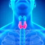 10 Symptoms of hyperthyroidism You Should Never Ignore