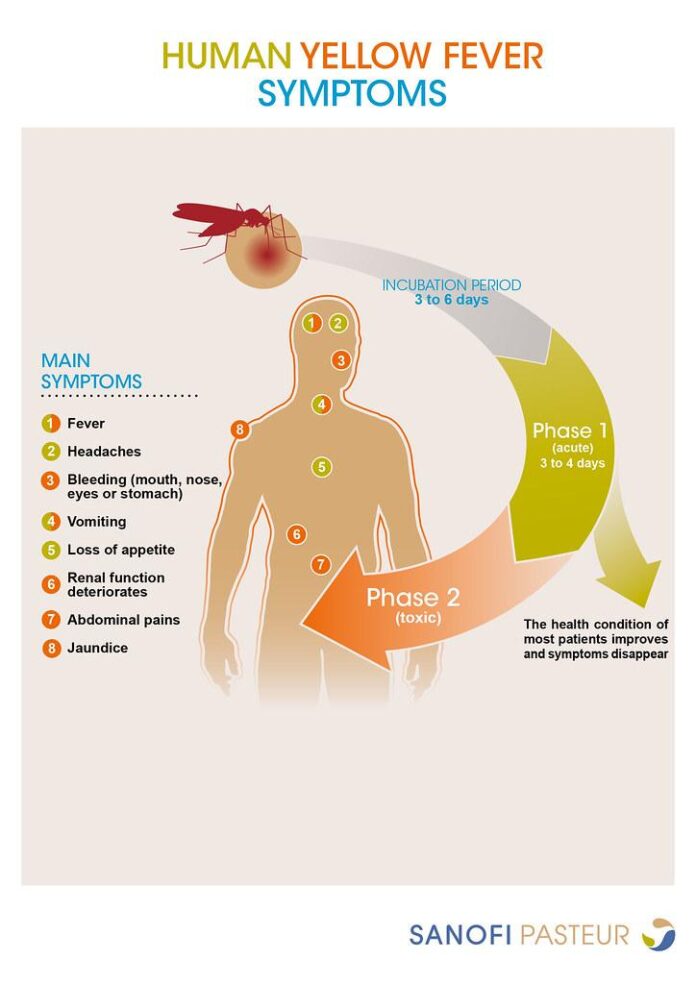 10 Symptoms of yellow fever You Should Never Ignore