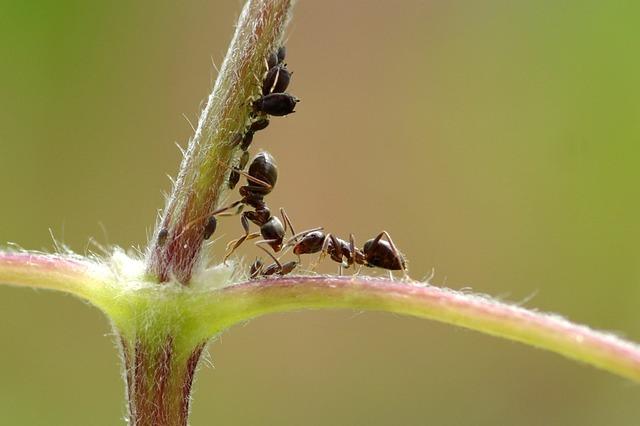 10 Symptoms of lice infestation You Should Never Ignore