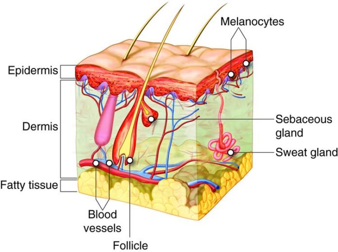 10 Symptoms of fibroblastic reticular cell tumor You Should Never Ignore