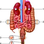 10 Symptoms of renal artery stenosis You Should Never Ignore
